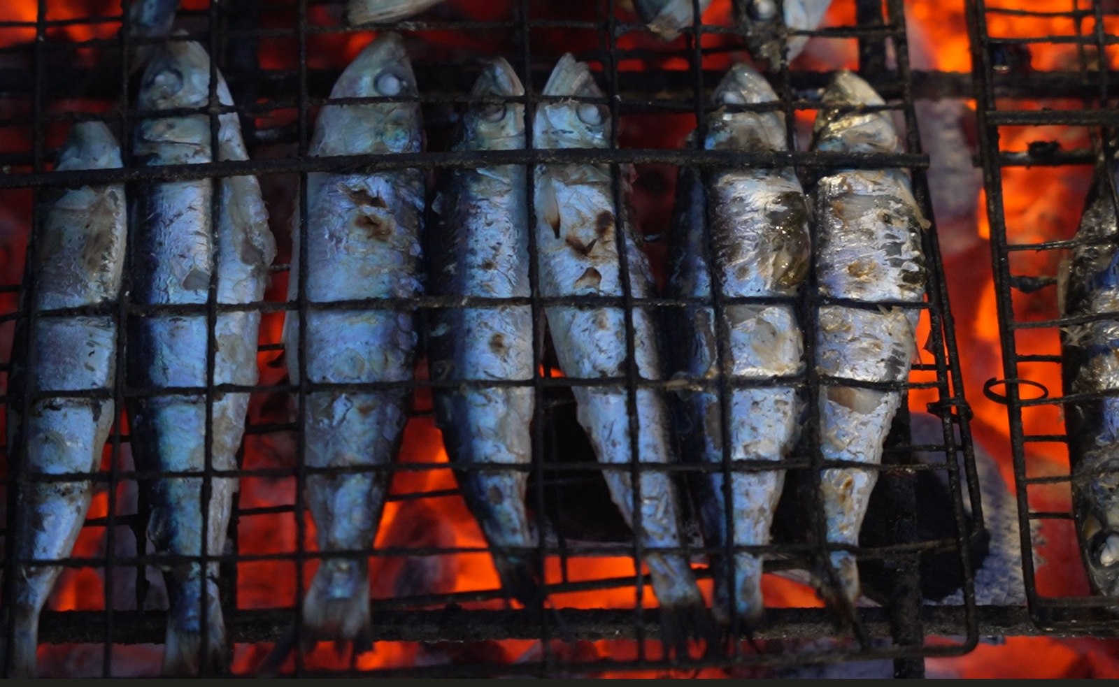 Sardines grillées sur un gril au-dessus des braises, lors d'une sardinade à Marseille